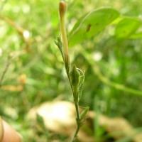 Rhinacanthus flavovirens Amaras. & Wijes.